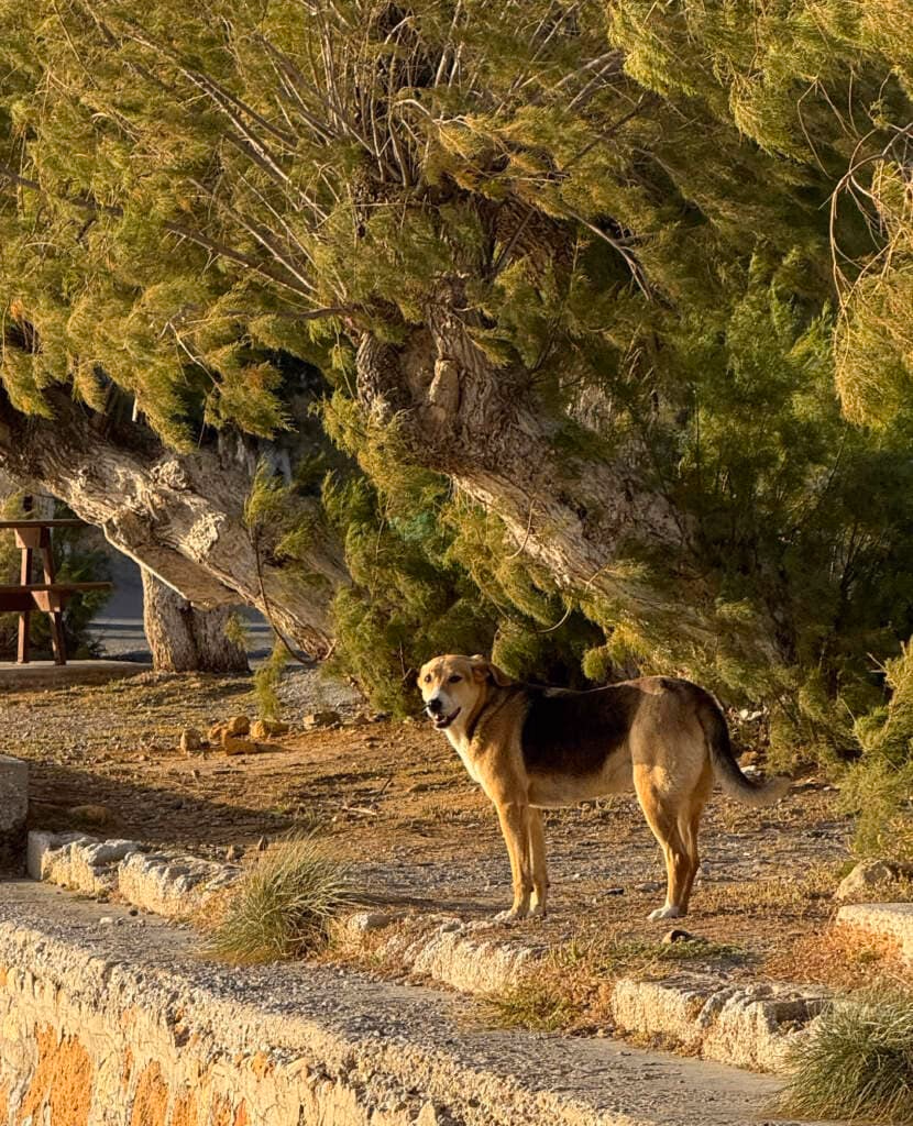 Nicht-Dualität lässt sich jederzeit im Alltag verstehen lernen. Im Bild ist ein Hund, welcher natürlich eins ist mit seiner Umgebung.
