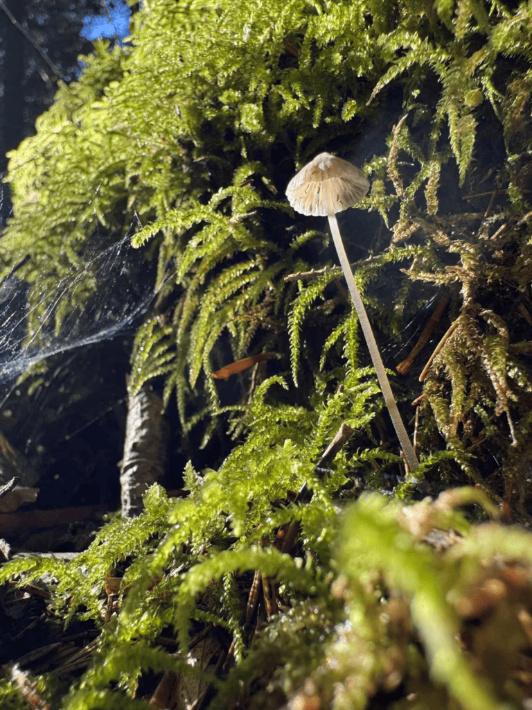 Stolzer Pilz im Wald - stets bereit achtsam zu sein